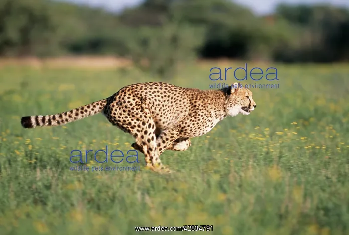 : CHEETAH - running : CHEETAH - running