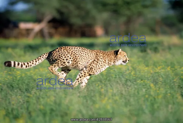 : Cheetah - running : Cheetah - running