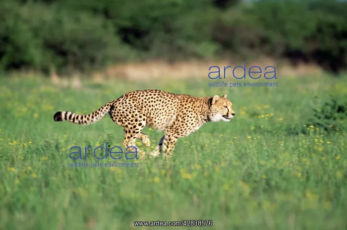: Cheetah - running : Cheetah - running