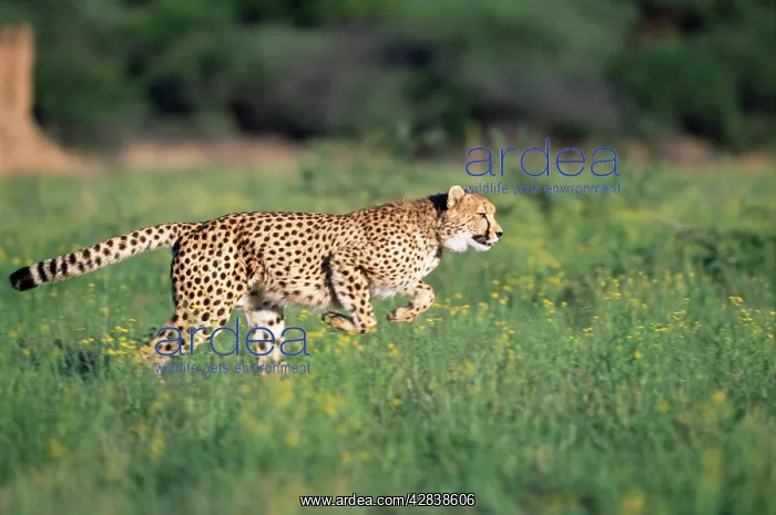 : Cheetah - running : Cheetah - running