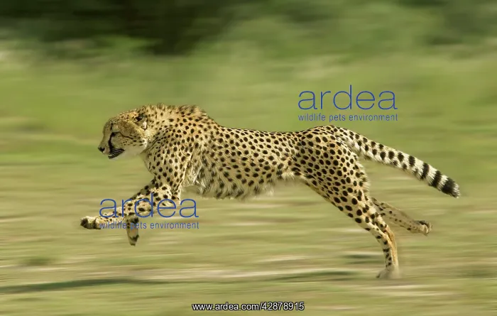 : Cheetah - Running : Cheetah - Running