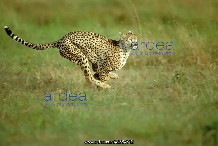  : Cheetah - running