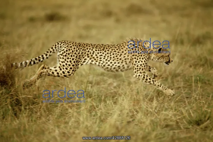  : Cheetah - running