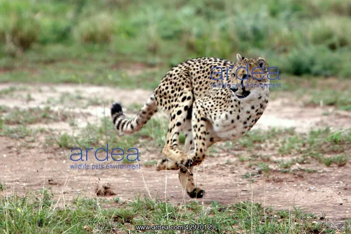 : Cheetah - running : Cheetah - running