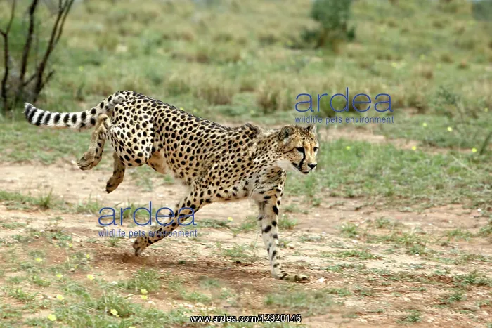: Cheetah - running : Cheetah - running