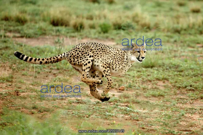 : Cheetah - running : Cheetah - running