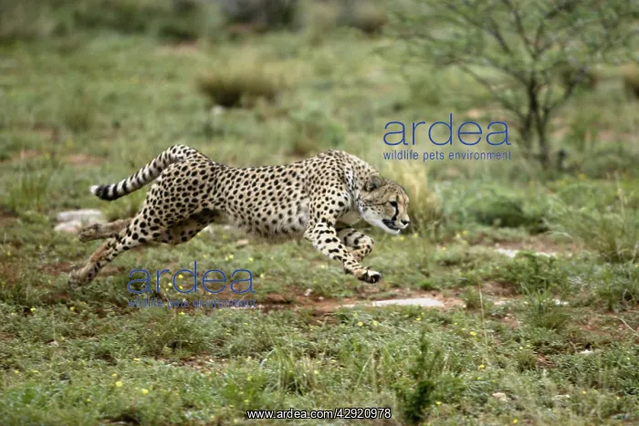 : Cheetah - running : Cheetah - running