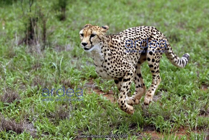 : Cheetah - running : Cheetah - running