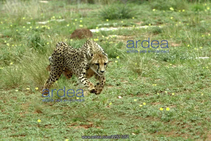 : Cheetah - running : Cheetah - running