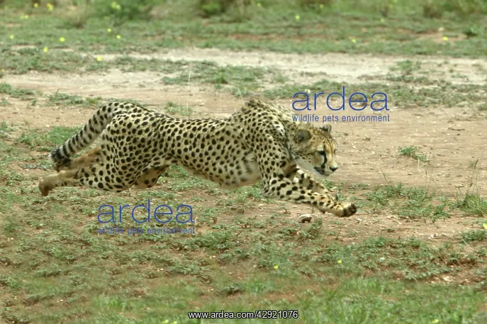 : Cheetah - running : Cheetah - running