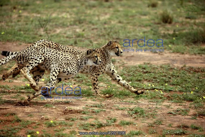 : Cheetah - running : Cheetah - running