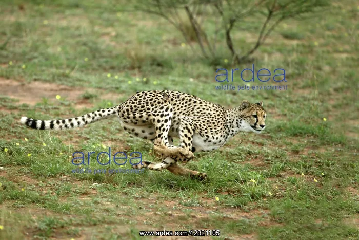 : Cheetah - running : Cheetah - running