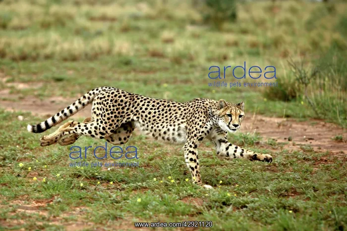 : Cheetah - running : Cheetah - running