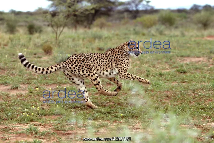 : Cheetah - running : Cheetah - running