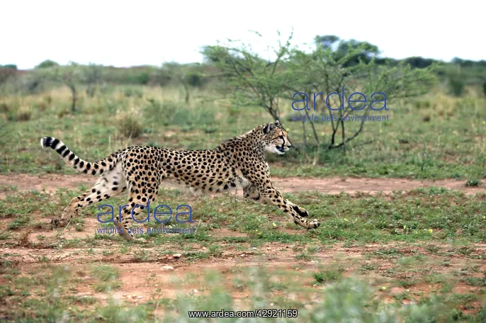 : Cheetah - running : Cheetah - running
