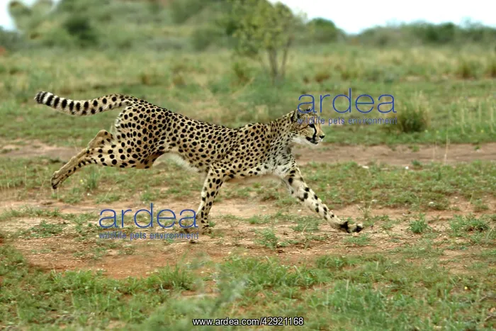 : Cheetah - running : Cheetah - running