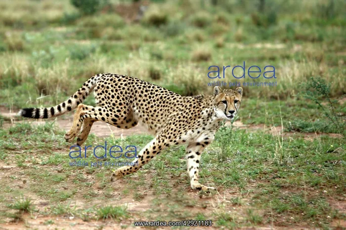 : Cheetah - running : Cheetah - running