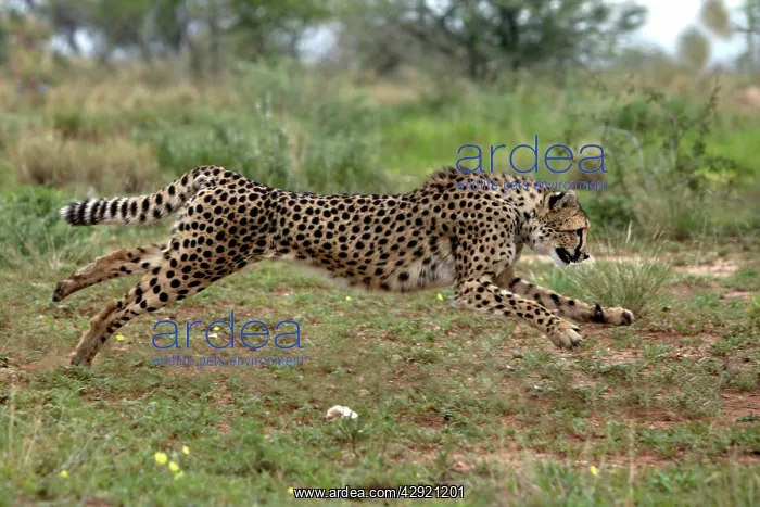 : Cheetah - running : Cheetah - running