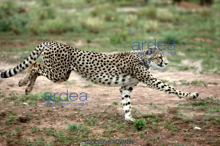 : Cheetah - running : Cheetah - running