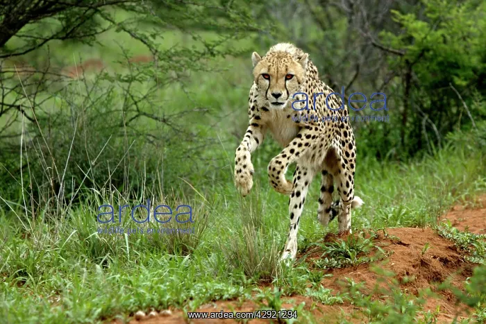 : Cheetah - running : Cheetah - running