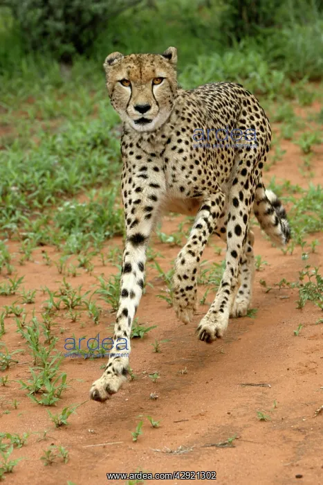 : Cheetah - running : Cheetah - running