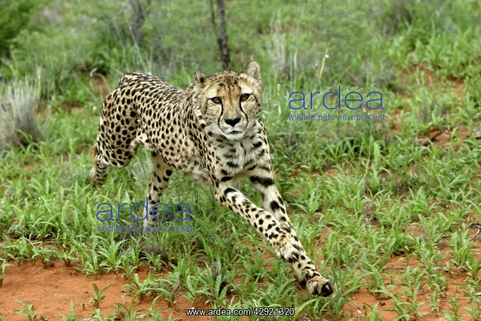 : Cheetah - running : Cheetah - running