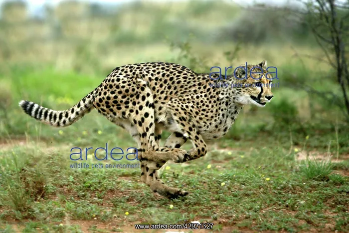 : Cheetah - running : Cheetah - running