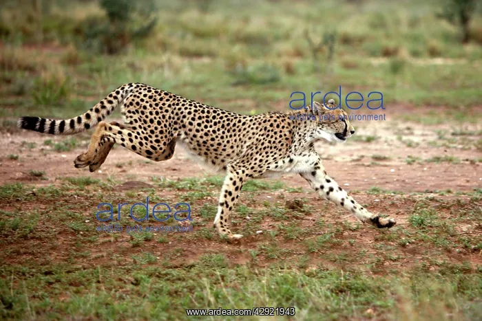 : Cheetah - running : Cheetah - running