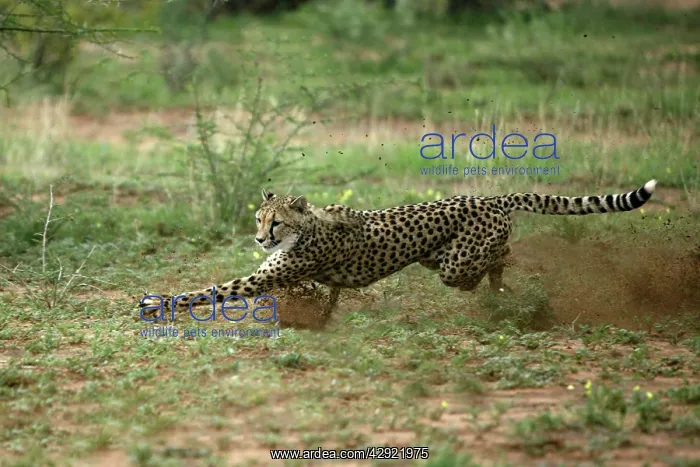 : Cheetah - running : Cheetah - running
