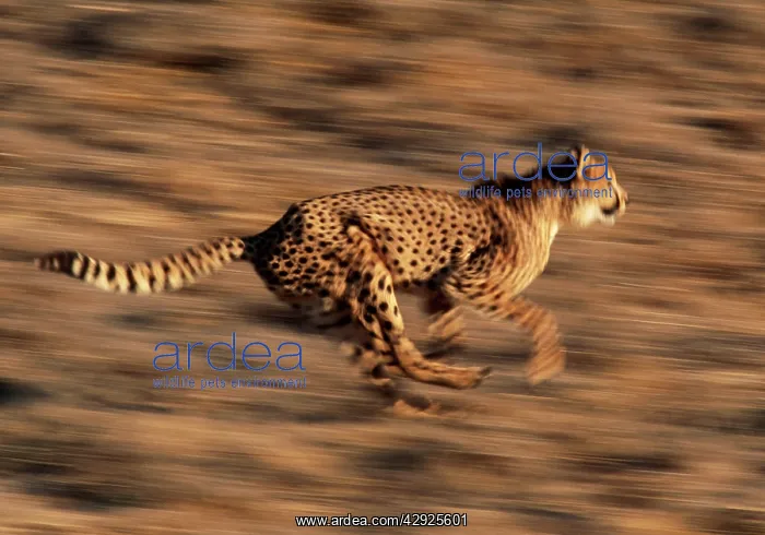  : Cheetah - running