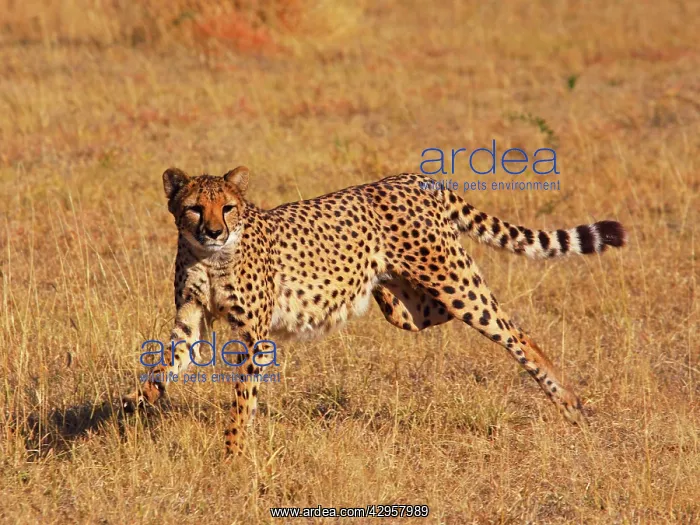 : Cheetah - running : Cheetah - running