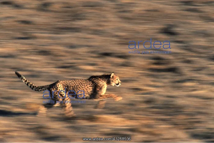 : CHEETAH - running : CHEETAH - running