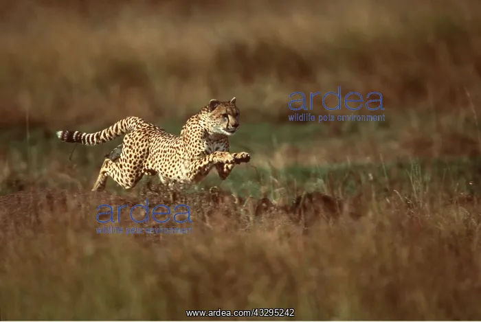  : CHEETAH - running
