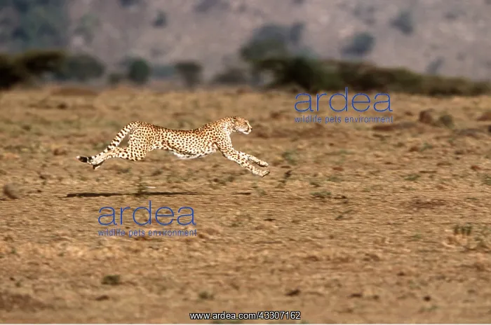 : CHEETAH - running : CHEETAH - running