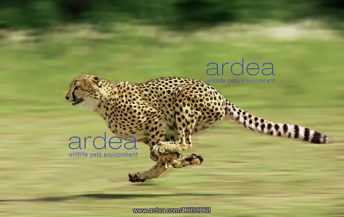 : Cheetah - Running : Cheetah - Running