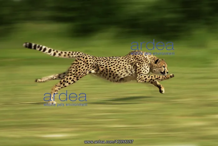 : Cheetah - Running : Cheetah - Running