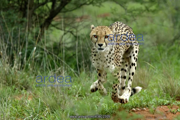 : Cheetah - running : Cheetah - running