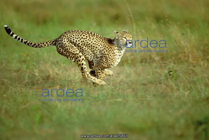 : Cheetah - running