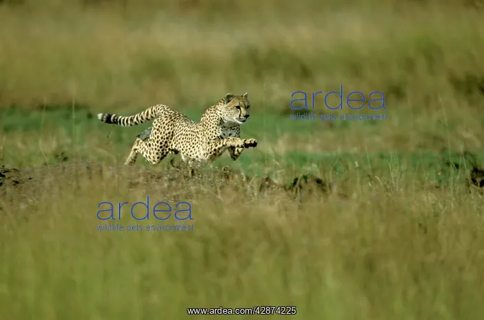  : Cheetah - running fast