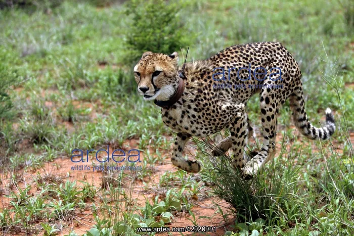 : Cheetah - running, wearing collar : Cheetah - running, wearing collar