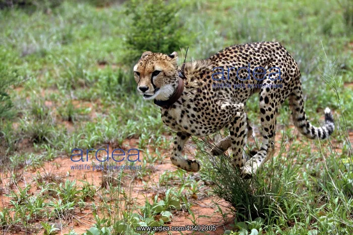 : Cheetah - running, wearing collar : Cheetah - running, wearing collar