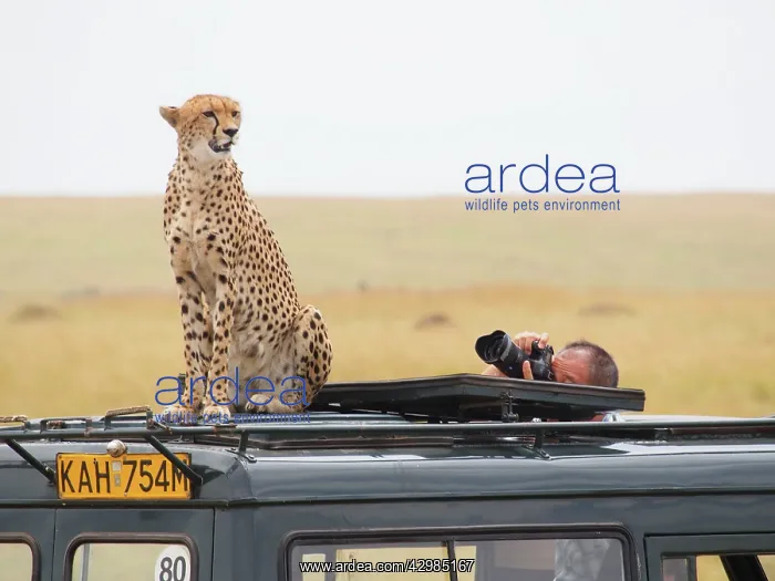: Cheetah - on a top of a Safari car being photographed : Cheetah - on a top of a Safari car being photographed