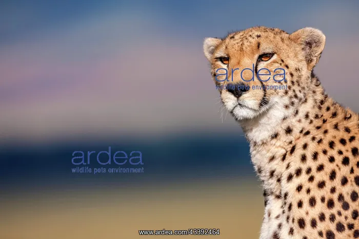 : Cheetah scanning the environment in Masai Mara : Cheetah scanning the environment in Masai Mara