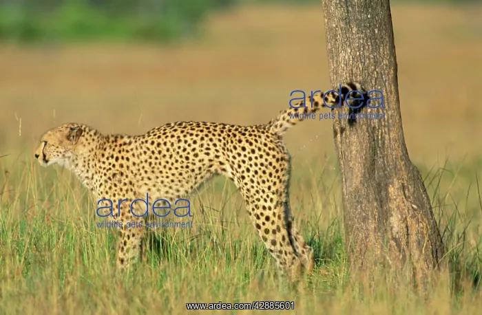  : Cheetah - scent marking