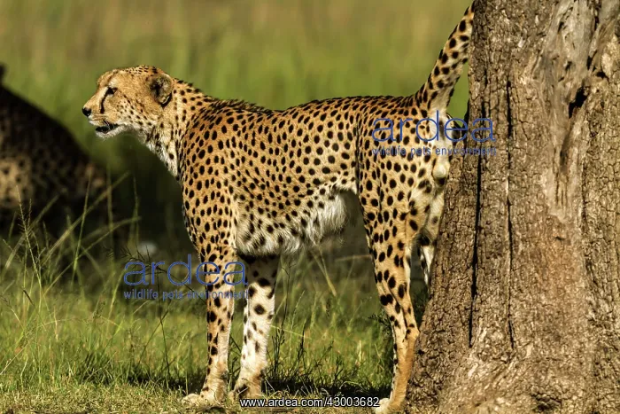 : Cheetah scent marking territory : Cheetah scent marking territory