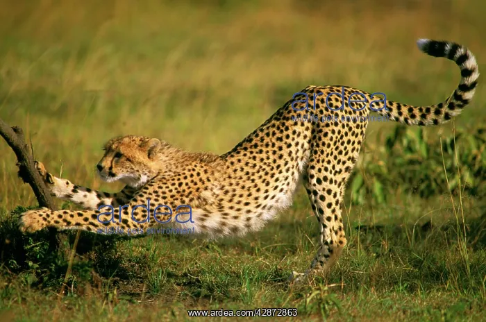  : Cheetah - scratching tree