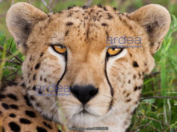 : Cheetah, Serengeti National Park, Tanzania : Cheetah, Serengeti National Park, Tanzania