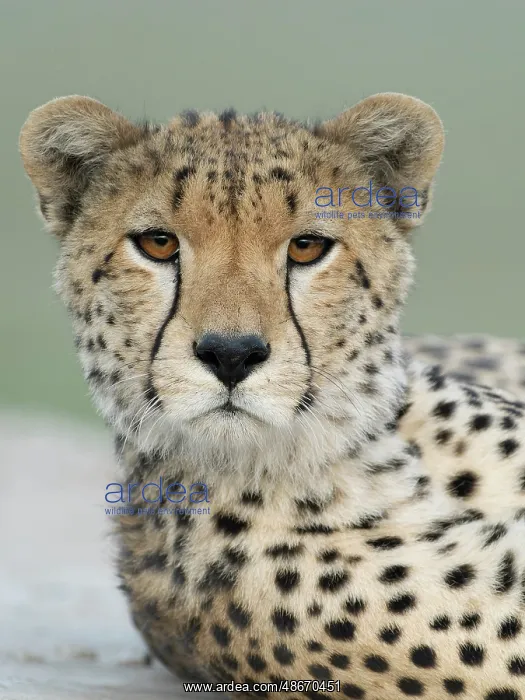 : Cheetah, Serengeti National Park, Tanzania, Africa : Cheetah, Serengeti National Park, Tanzania, Africa