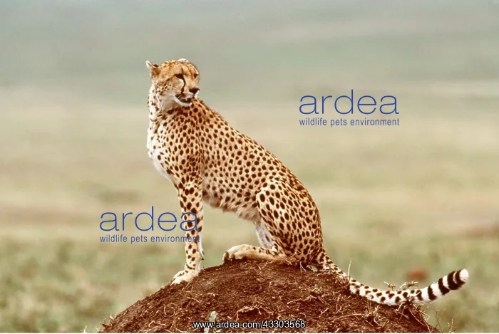  : CHEETAH - sitting on termite mound