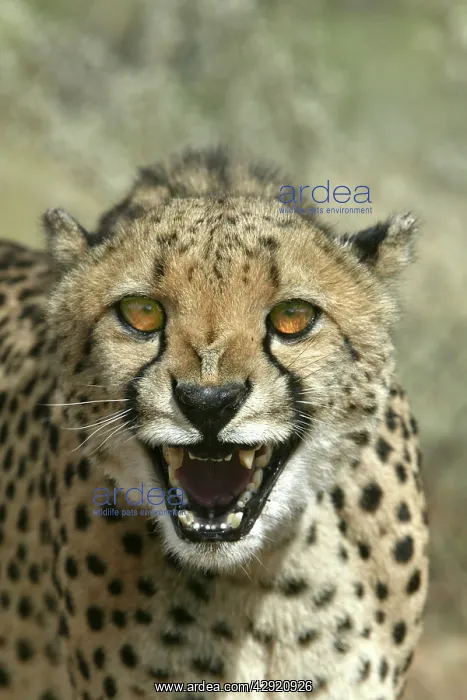 : Cheetah - snarling : Cheetah - snarling